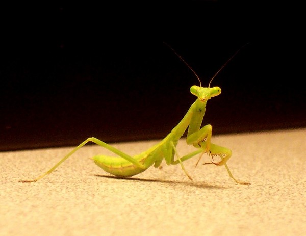 Mantid