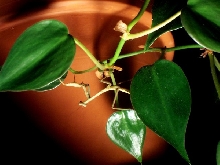 Mantis