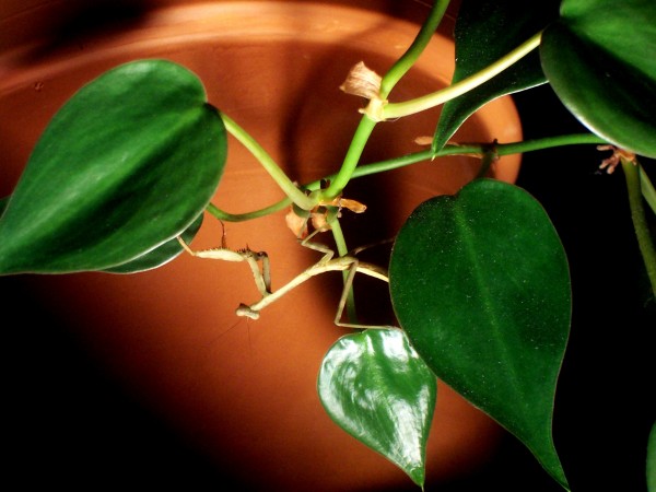 Mantis