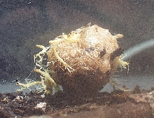 Mantid