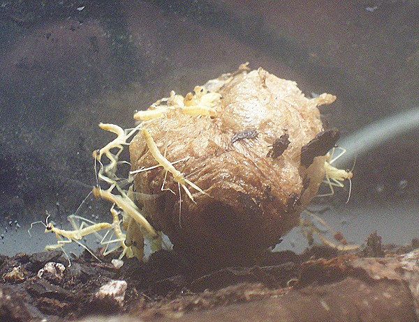 Mantid