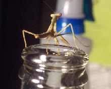 Mantid