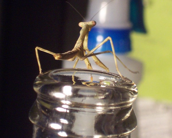 Mantid