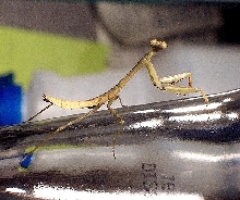 Mantid