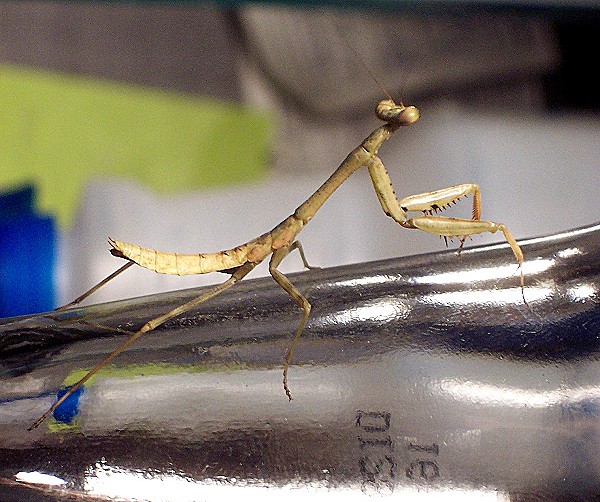 Mantid