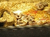 Hog Island Boa babies
