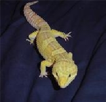 my RW albino