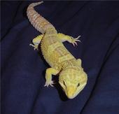 my RW albino