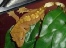 my new crestie