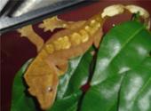 my new crestie