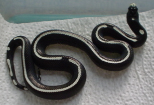 Striped male