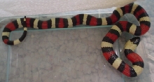 pueblan female 04