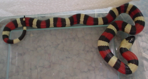 pueblan female 04