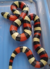 pueblan male 04