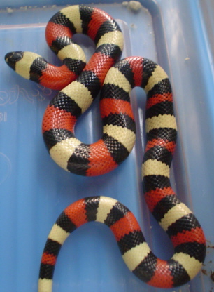 pueblan male 04