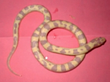 albino banana female 04