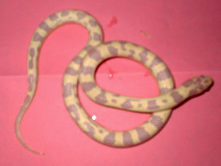 albino banana female 04