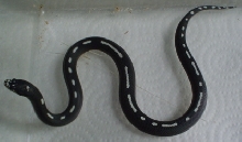 striped female