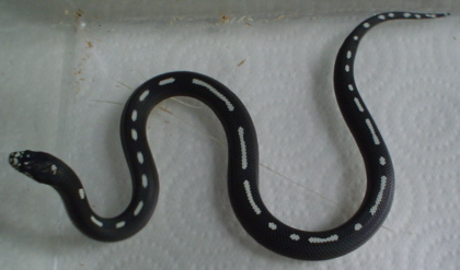 striped female