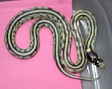 hypo female 04