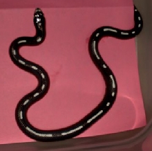 striped female 04