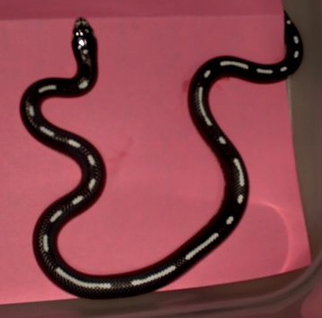 striped female 04