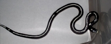 striped male 04