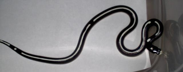 striped male 04