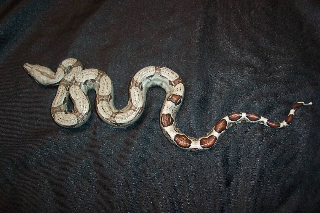 100%het albino boa