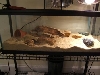 New Leo Tank