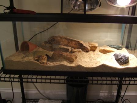 New Leo Tank