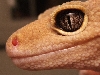 Patternless leo (male)