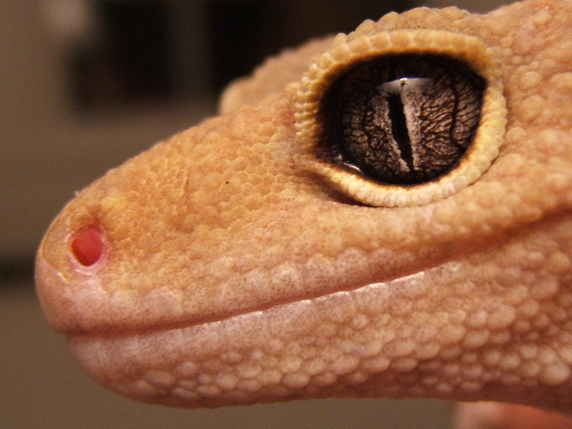 Patternless leo (male)