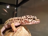 High yellow female.