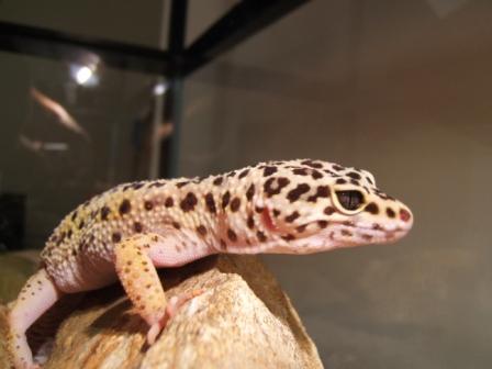 High yellow female.