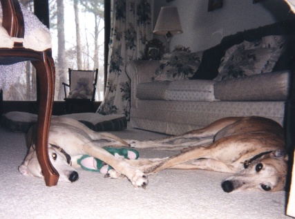 Bambi & Bryn