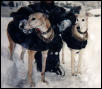 Bambi & Bryn