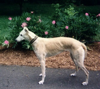 Bambi
