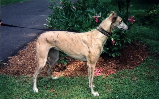 Bryn