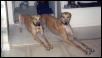 Garbo & Friend