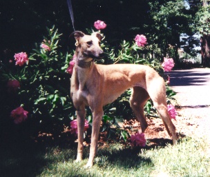 Garbo