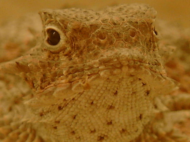hl111