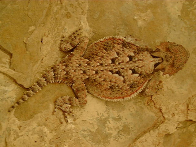 hl11