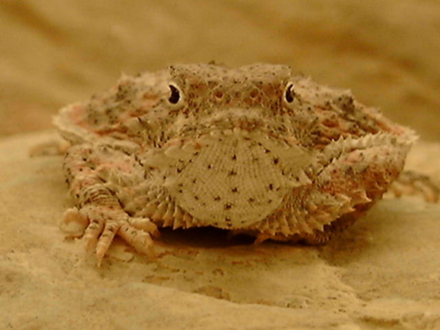 hl1111