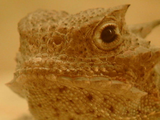 hl22