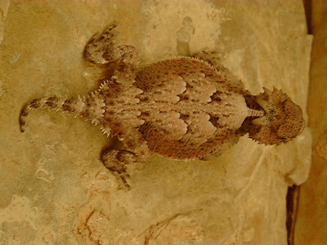hl222