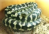 8ry old Junlge Male