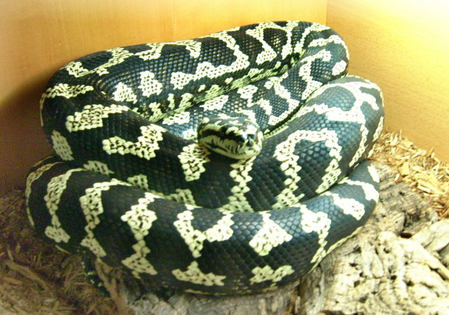 8ry old Junlge Male