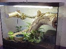 Yearling Habitat