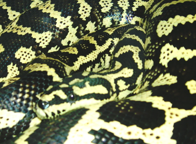 Carpet